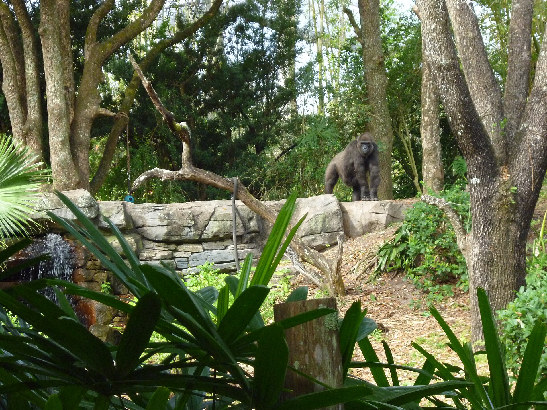 Gorilla Falls Exploration Trail at Animal Kingdom