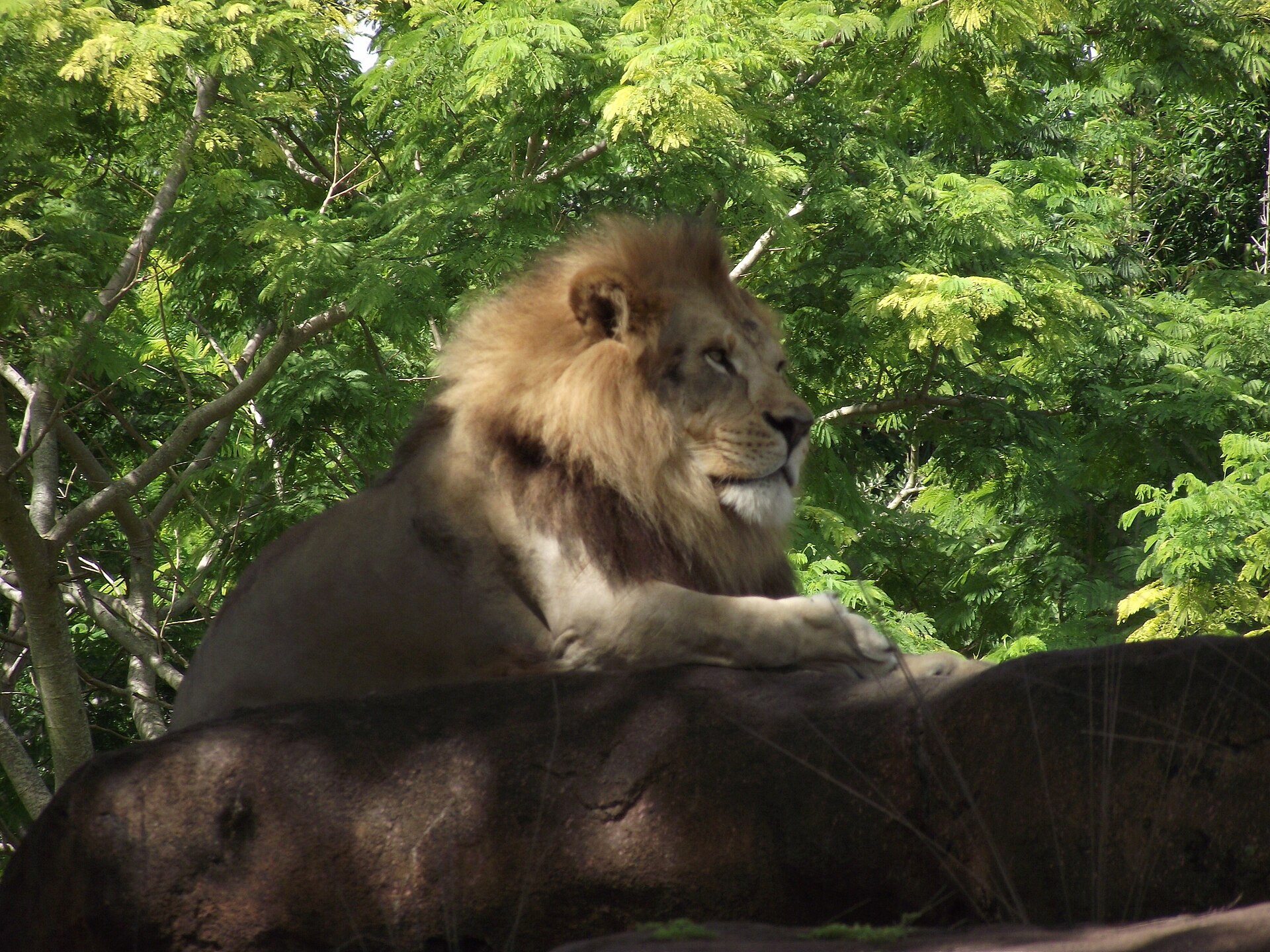 Kilimanjaro Safaris at Animal Kingdom